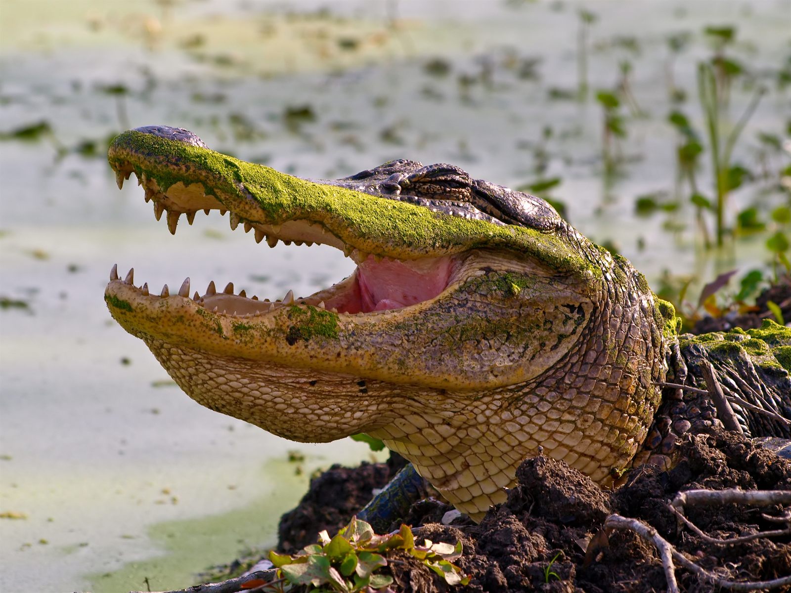 An alligator with its jaws open and green duckweed on its snout, like the gators often seen along Fisheating Creek